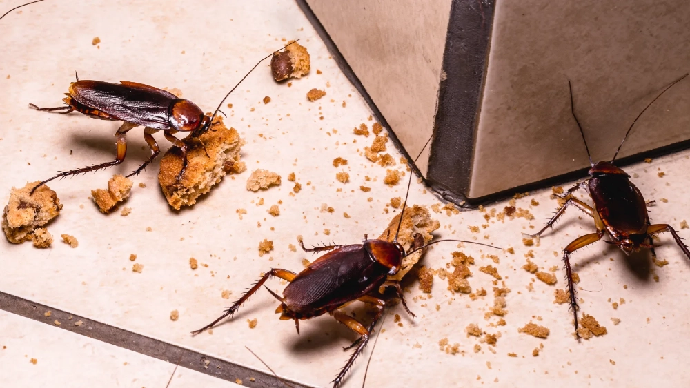 Cockroach