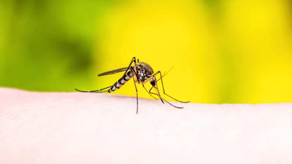 Culex mosquitoes