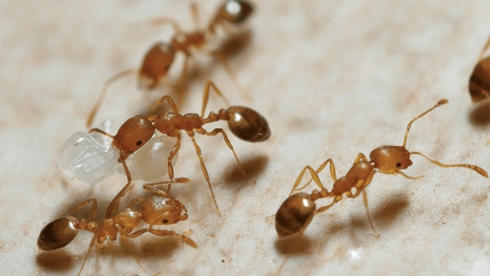 Pharaoh’s ant