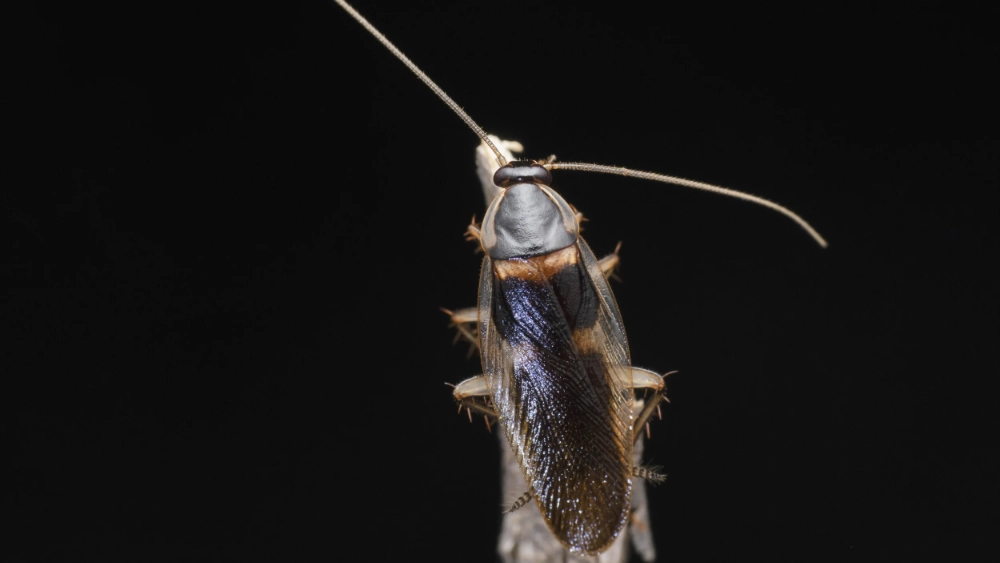 Brown banded cockroach