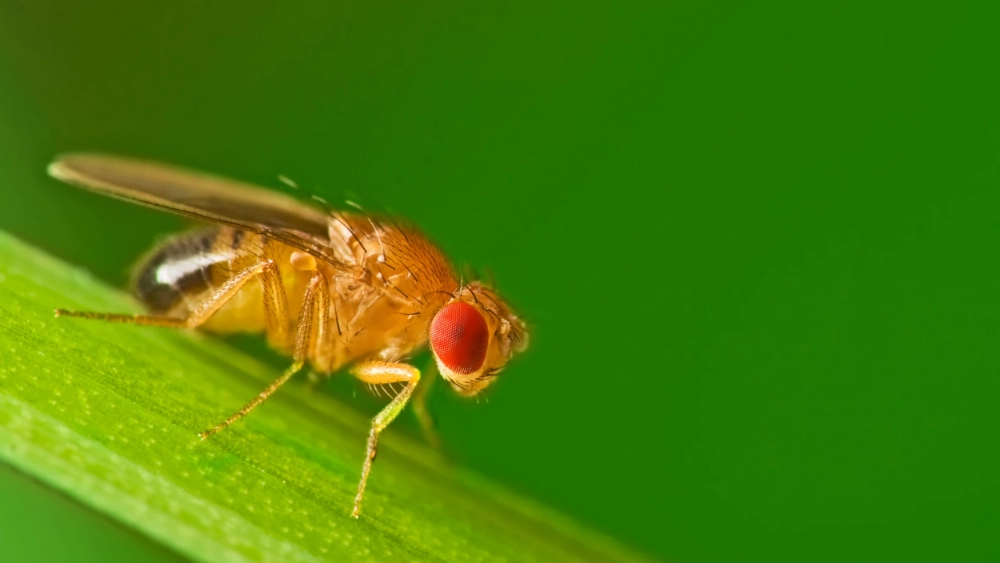 How to get rid of flies