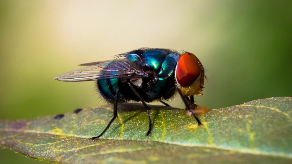 Bluebottle fly