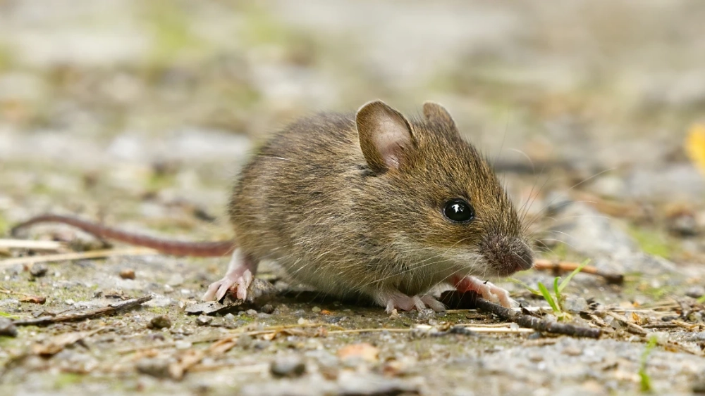 House mouse