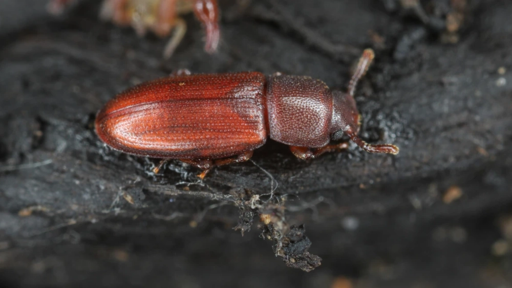 Flour beetle