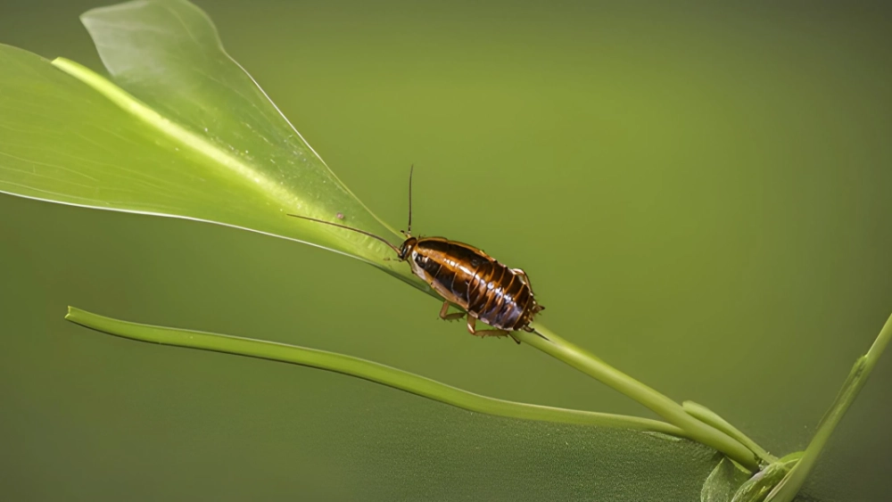 German cockroach