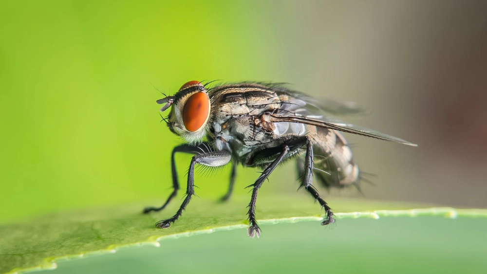  Flesh fly