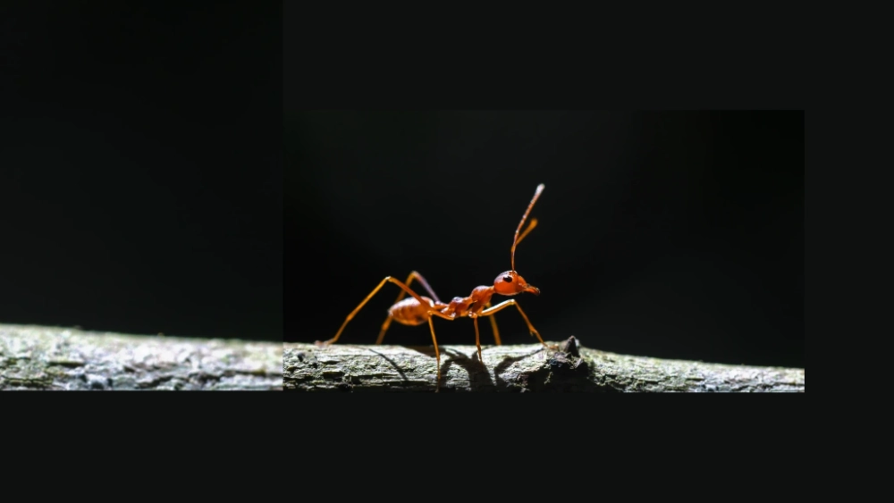 Fire ant