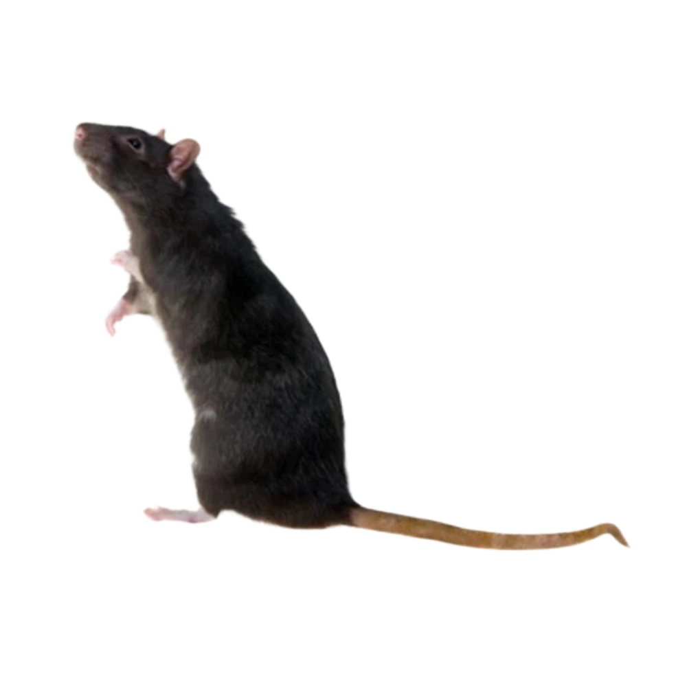 Black Rat