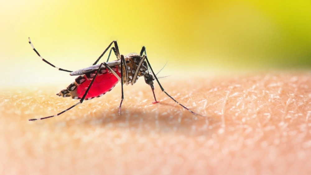 Aedes mosquito