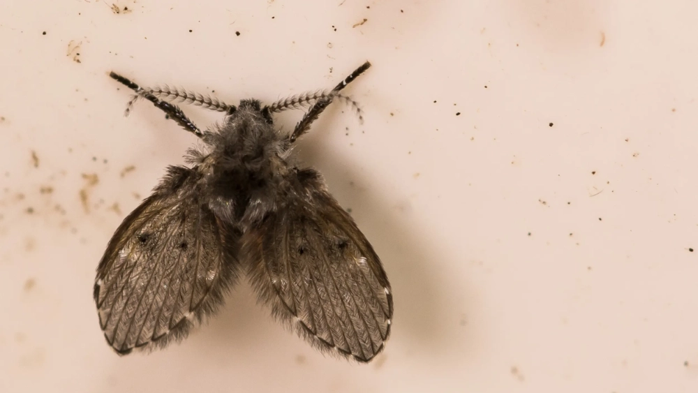 Drain fly